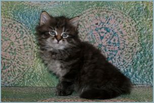 Male Siberian Kitten from Deedlebug Siberians